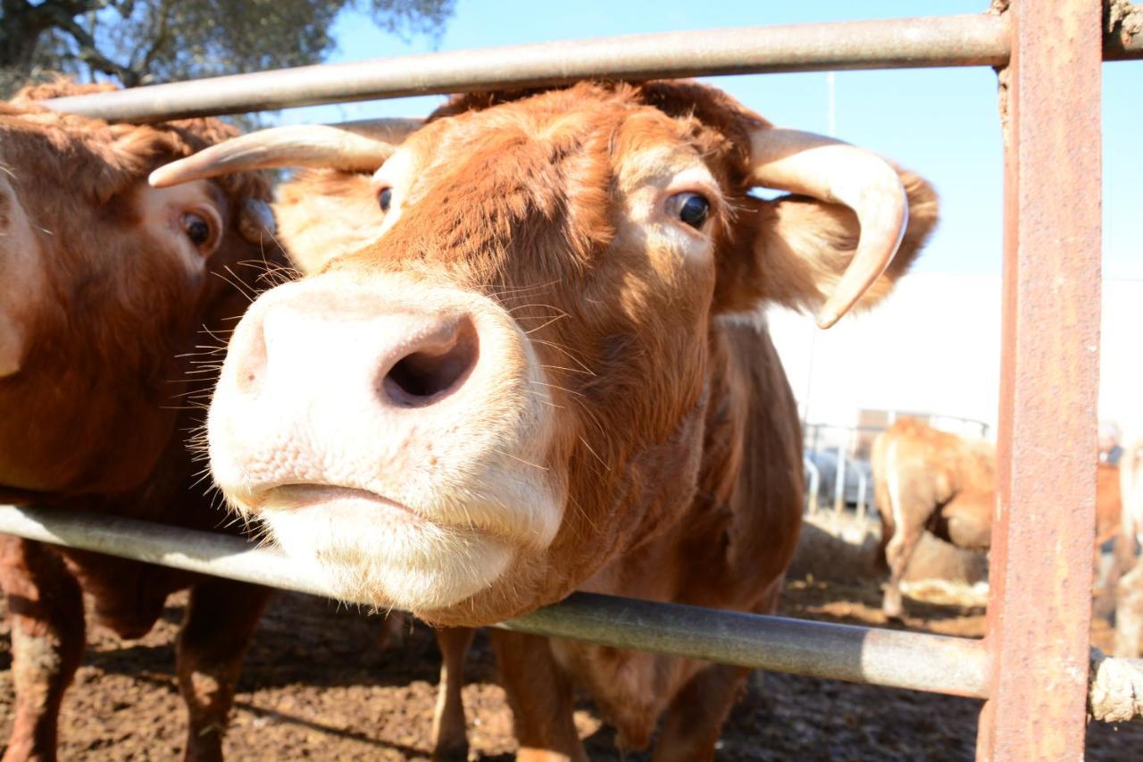 Masseria Rifisa Agriresort Caprarica di Lecce Zewnętrze zdjęcie