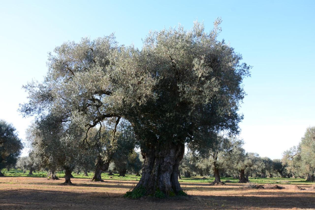 Masseria Rifisa Agriresort Caprarica di Lecce Zewnętrze zdjęcie